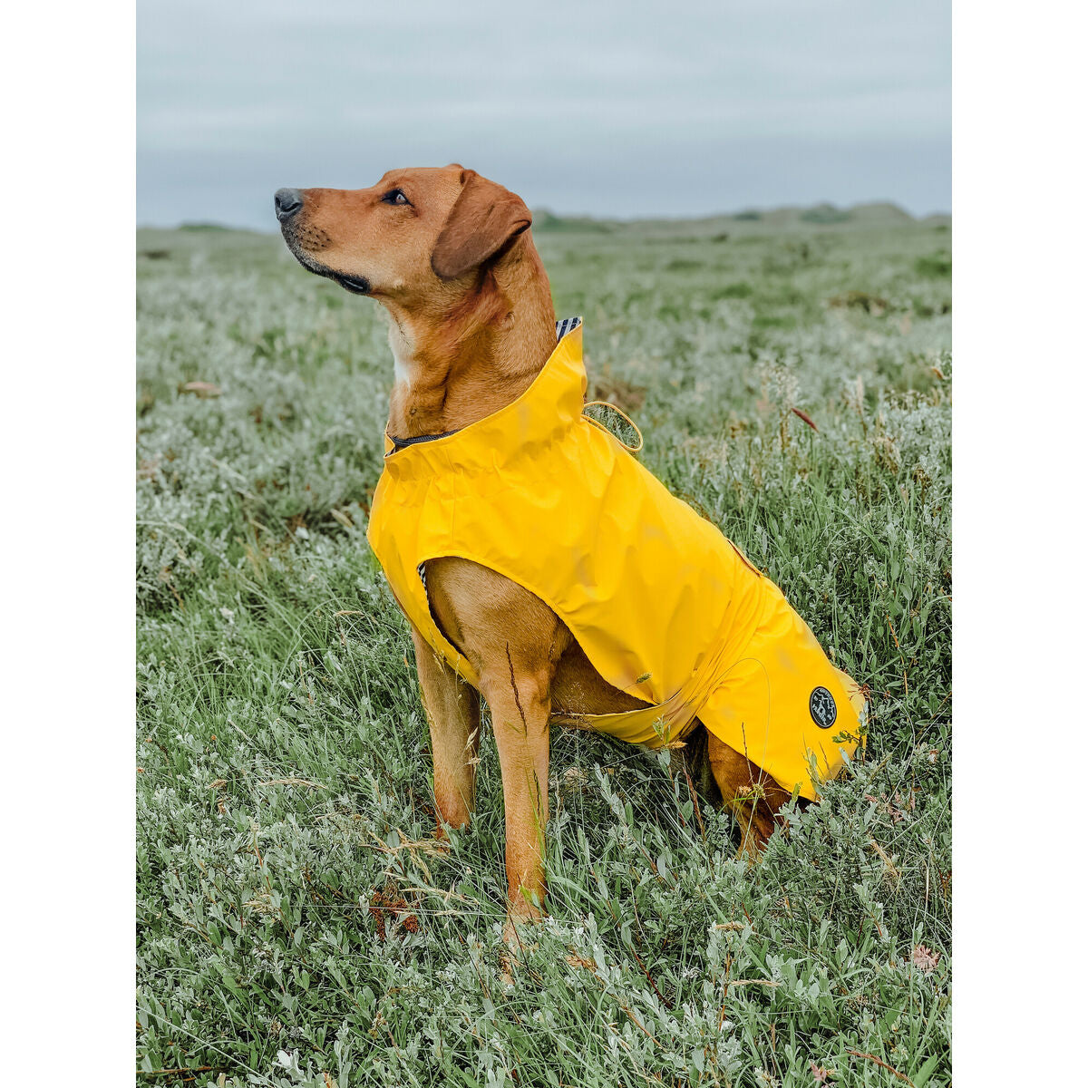 Dog Coat Hunter Milford Yellow 40 cm-1